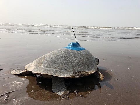 In a first, Olive Ridley Sea Turtle satellite tagged on India's west coast