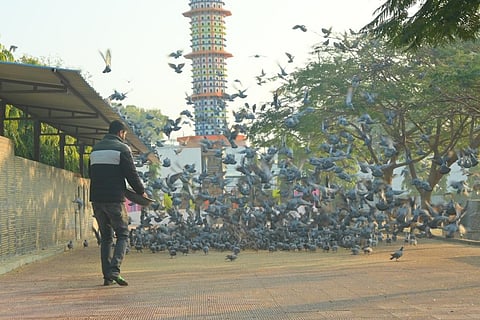 Seven storey tower for birds comes up in Rajathan's Nagaur