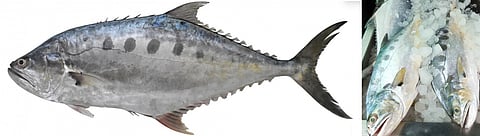 CMFRI identifies new fish from Indian waters