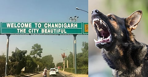 'Ban on 6 dog breeds, Rs 10,000 penalty..': Chandigarh MC to propose amended dog bylaws