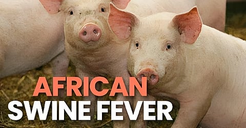 Is African swine fever deadly? Manipur battles new trouble amid ethnic conflict