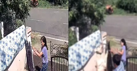 Madhya Pradesh: Woman dog trainer hangs Bulldog to death in shocking video, Harbhajan Singh fumes