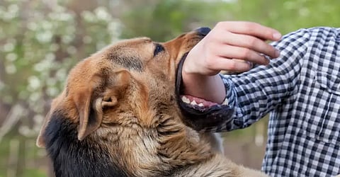 'Rs 10K/tooth, Rs 20K for.. ': Punjab & Haryana HC announces compensation in cases of Dog Bite