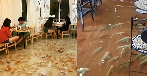 Thailand's bizarre 'Sweet Fishs Cafe' fumes netizens; customers dine in ankle-deep water filled with fish