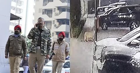 No trace of leopard found after a3-day search in Ludhiana