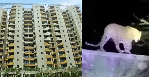Ludhiana Administration issues advisory after leopard spotted in Centra Greens Society