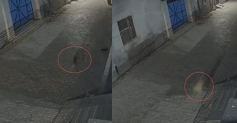 Jalandhar: Cheetah-like anima spotted in Jalandhar caught on CCTV; watch