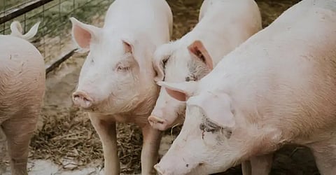 Jalandhar registers first case of DEADLY VIRUS; 28-year-old woman's weight reduced to 35kg