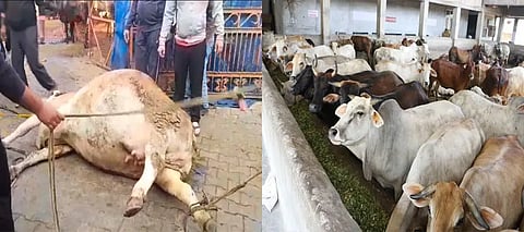 Phagwara, Phagwara Cow Death, Phagwara Cow Poisoning