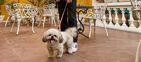 Pet-friendly cafes & restaurants open in Ludhiana; veterinary doctor calls it a ‘fun initiative’