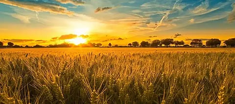 Punjab Rainfall, Punjab Unseasonal Heat, Punjab Rainfall Prediction, Punjab Rainfall IMD Prediction, Punjab Unseasonal High Temperature