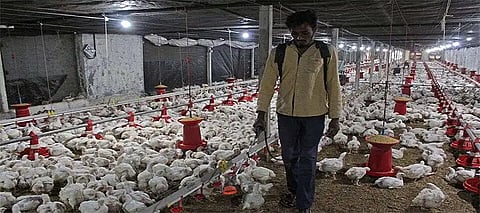 Be ware of eating Chicken! Center alerts Punjab and 8 other states over spread of THIS virus