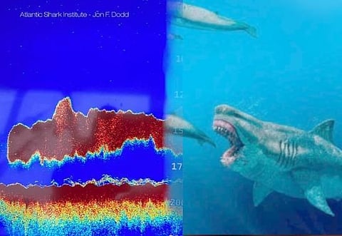 Are Megalodons Sharks alive? The gigantic-shaped creature on the deep-sea scan stuns researchers; details inside