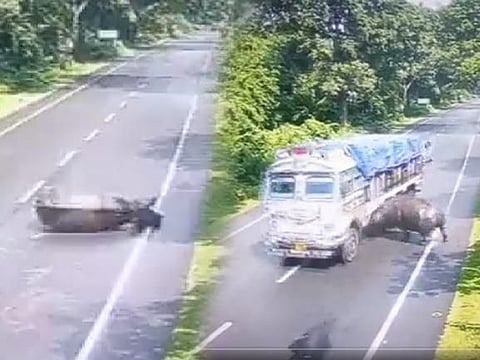 Assam: Speeding truck hits Rhinoceros coming out of forest in shocking viral video; Assam CM, Raveena Tandon & more reacts