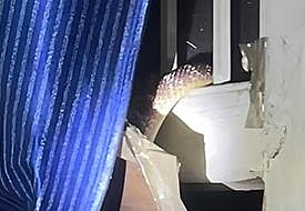 Snake Invades Police Station 8 in Jalandhar at 2:30 AM, Prompting Chaos and Heroic Stick-Wielding Officers!