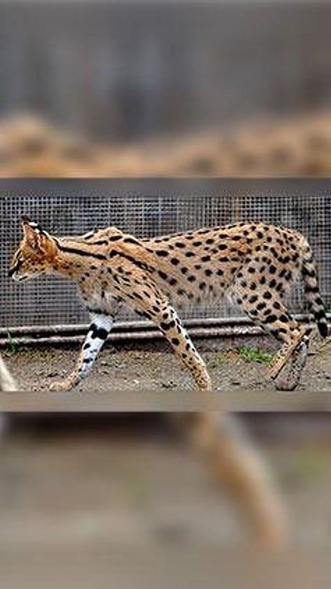 Top 5 most expensive cats in the world