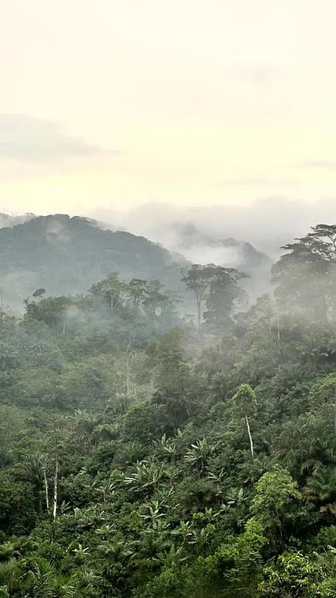 World Forest Day 2023: 9 DANGEROUS forests that you must know