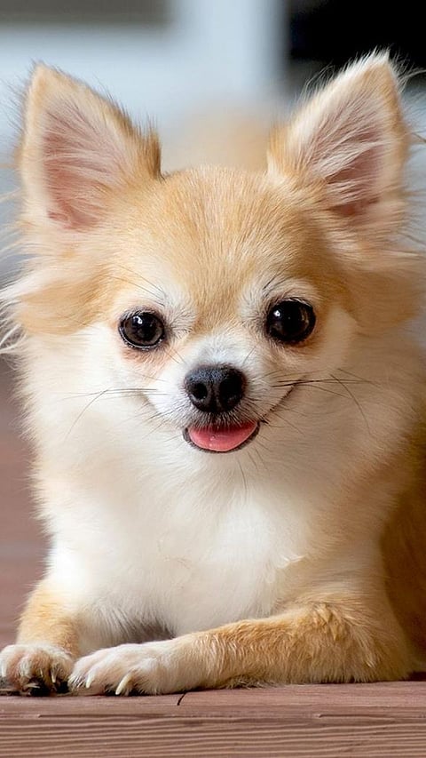 Pictures of cutest dogs in the world