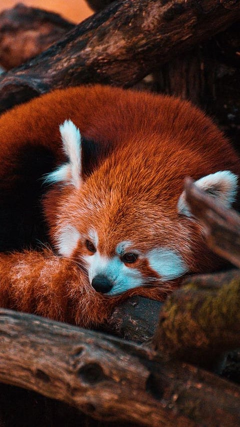 Pictures Of Most Beautiful Animals In The World