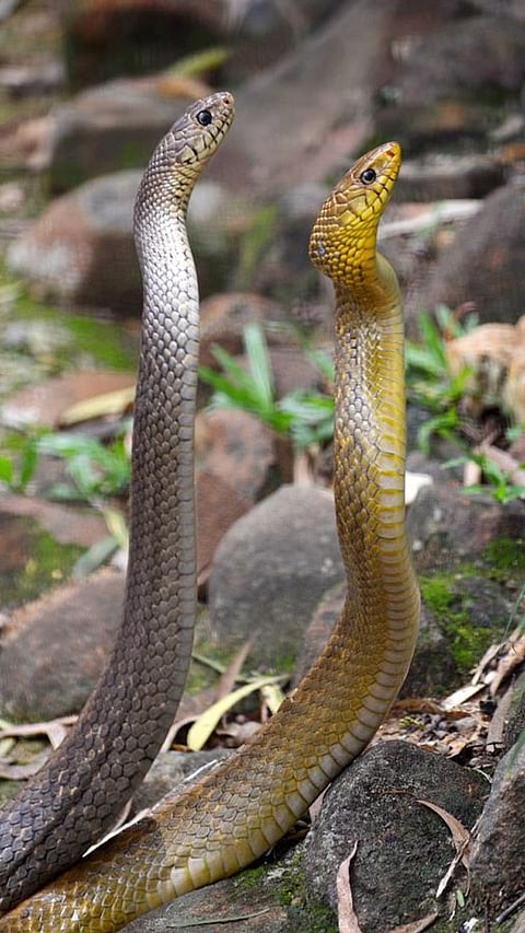9 Most Beautiful Snakes in the World