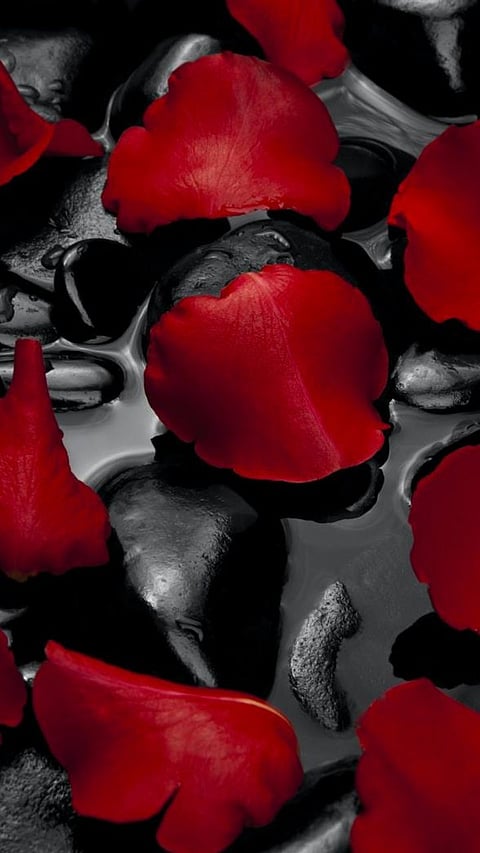 9 most unique recipes of Rose petals one must try