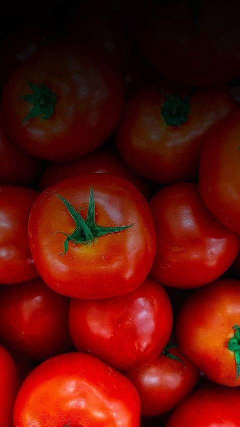 Top Tomato Producing States Of India Amid Sky Rocketing Price