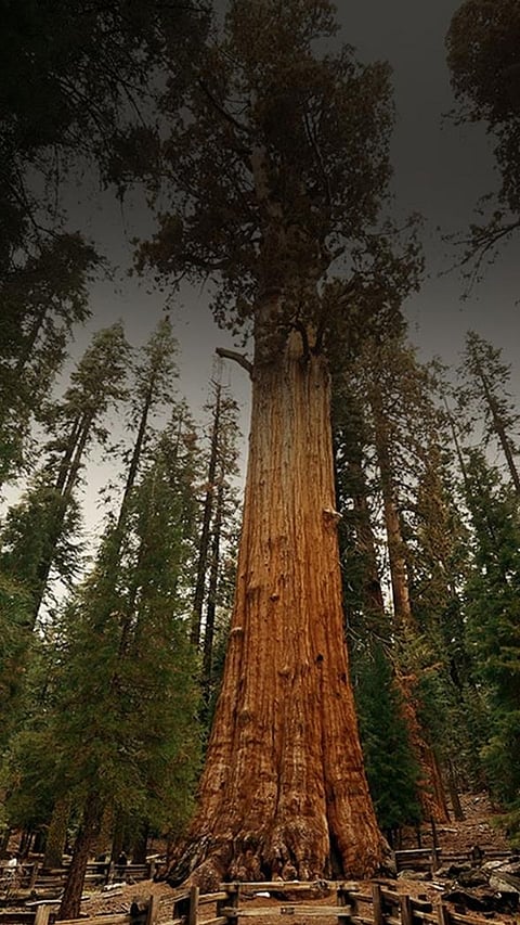 10 of the Most Famous Trees in US