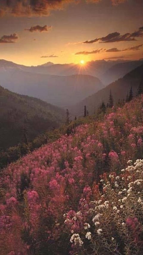 Natural Havens: 10 Safest National Parks in the USA