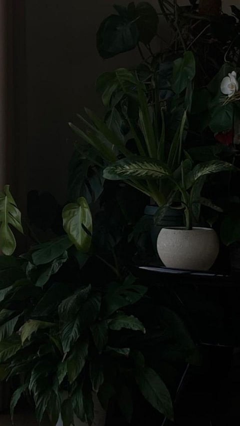 8 Dangerous plants don’t put your house may they destroy you