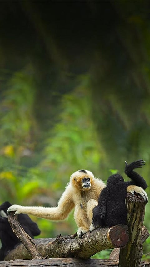 Top 5 Wildlife Parks to Explore During Festival Season in India