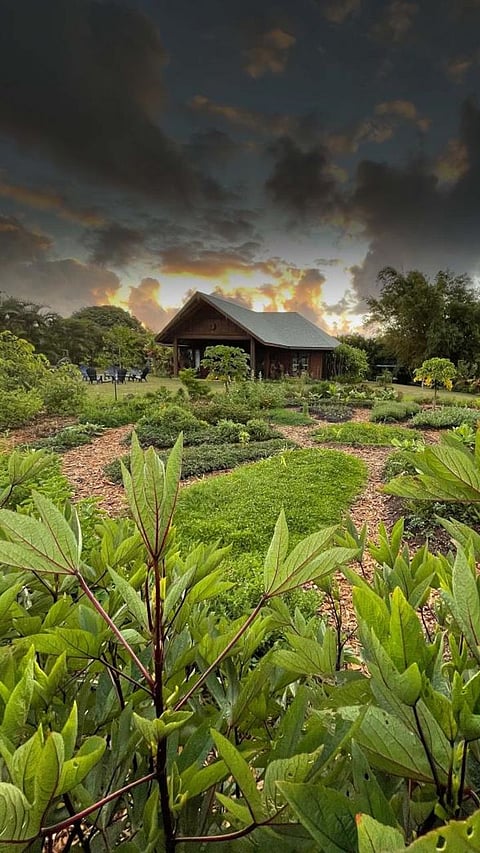 Top 5 Festival Season Escapes Exploring Kerala’s Verdant Tea Gardens