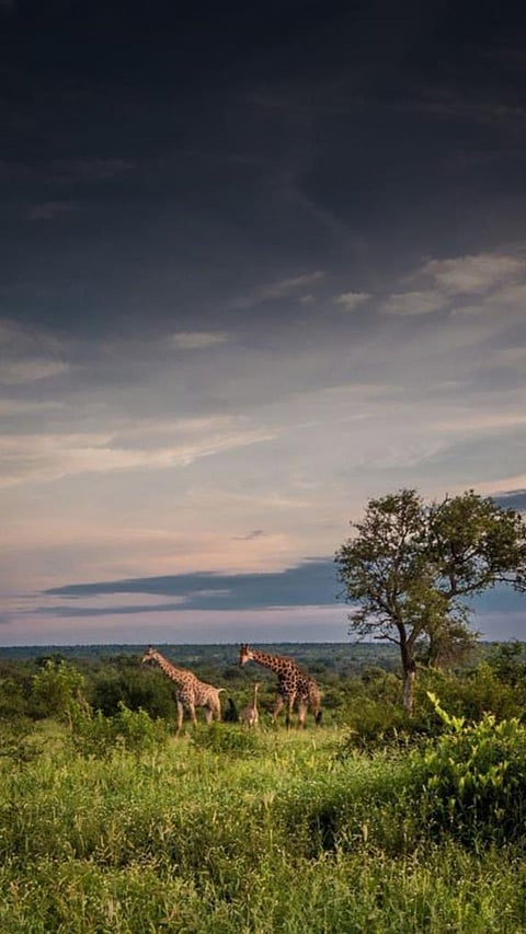 7 Best Safari Spots in India