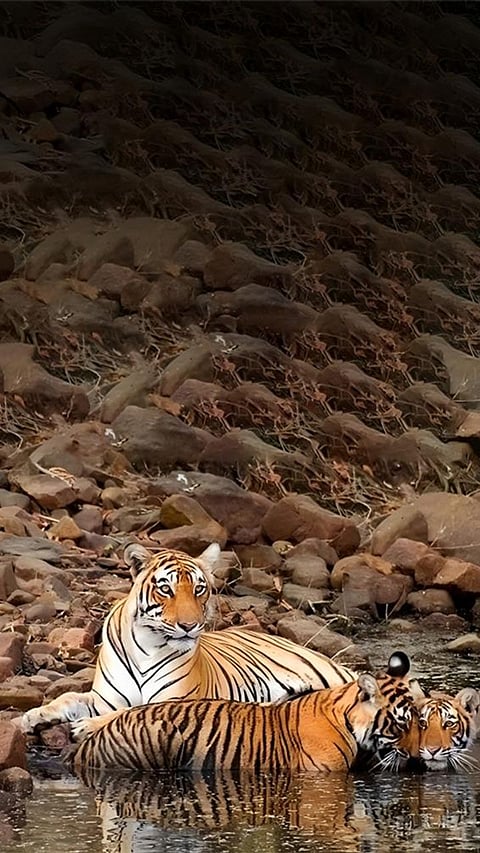 National Parks on a Shoestring: Experience Wildlife Without Burning a Hole in the Pocket