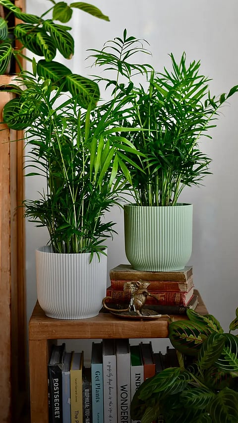 Air purifying indoor plants as per NASA clean air study