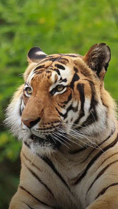 Countries Where No More Tigers Are Left