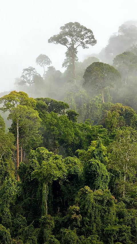 List of 9 Oldest Rainforests in The World