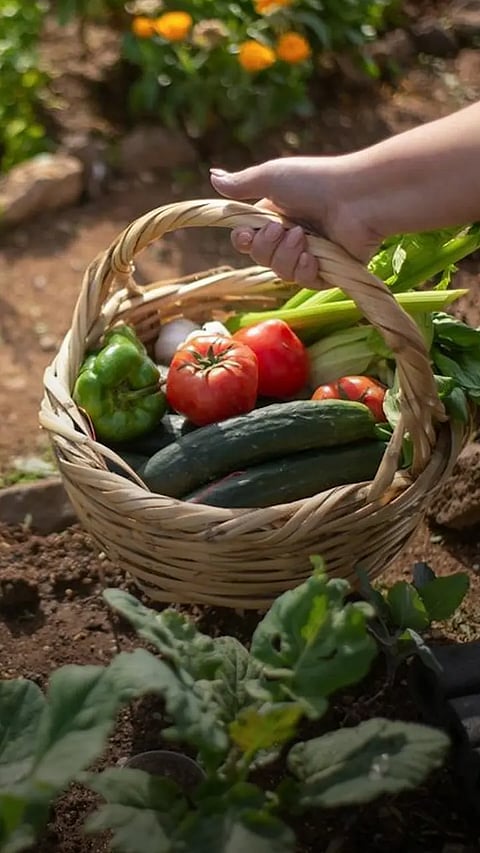 Top 10 Rainy Season Vegetable Seeds You Can Grow on Your Terrace