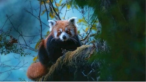 Red panda cubs born in a Sikkim park