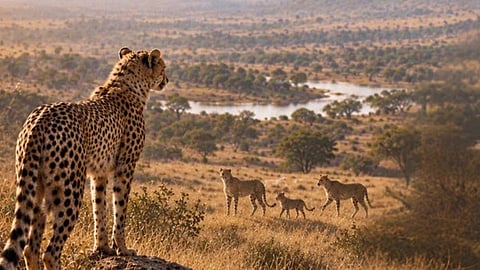 Project Cheetah 