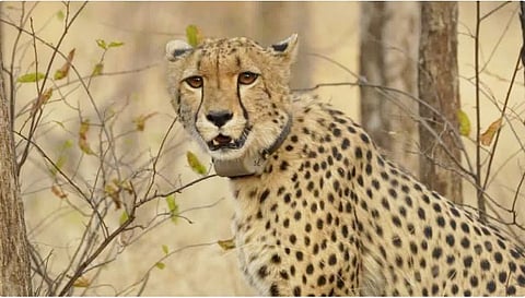 Gaurav, the cheetah, dies after treatment fails.
