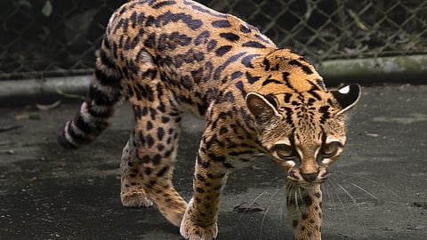 New Cat Species 