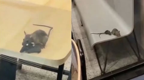 Rats running around at McDonald's