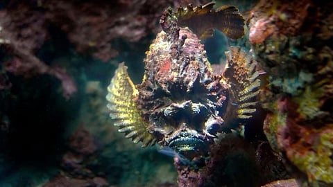 Stone Fish