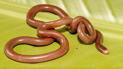 Earthworm
