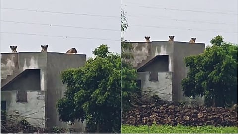 ಗುಜರಾತ್‌ನಲ್ಲಿ ವರುಣನ ಅಬ್ಬರ: ಮಳೆಯಿಂದ ತಪ್ಪಿಸಿಕೊಳ್ಳಲು ಮನೆಯ ಮಾಳಿಗೆ ಏರಿದ ಸಿಂಹಗಳ ಫ್ಯಾಮಿಲಿ! | Lions Family