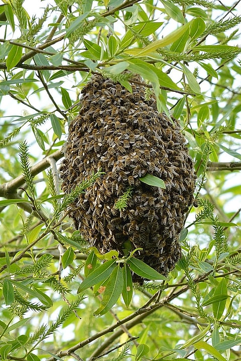 ಹೆಜ್ಜೇನು ದಾಳಿ