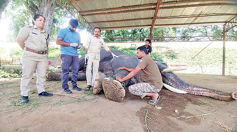ಆನೆಗಳ ಪಾದ ರಕ್ಷಣೆಗೆ ವಿಶೇಷ ಆದ್ಯತೆ 