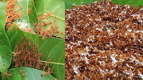 Red Ants Chutney