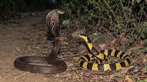 Snake