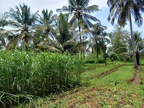 ತೆಂಗಿನ ತೋಟ